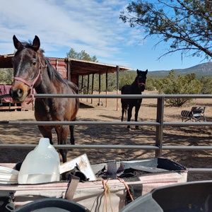 Meet your Posher, Samantha